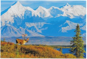 US Alaska Caribou walks in Denali National Park.  Beautiful.  Mint card -