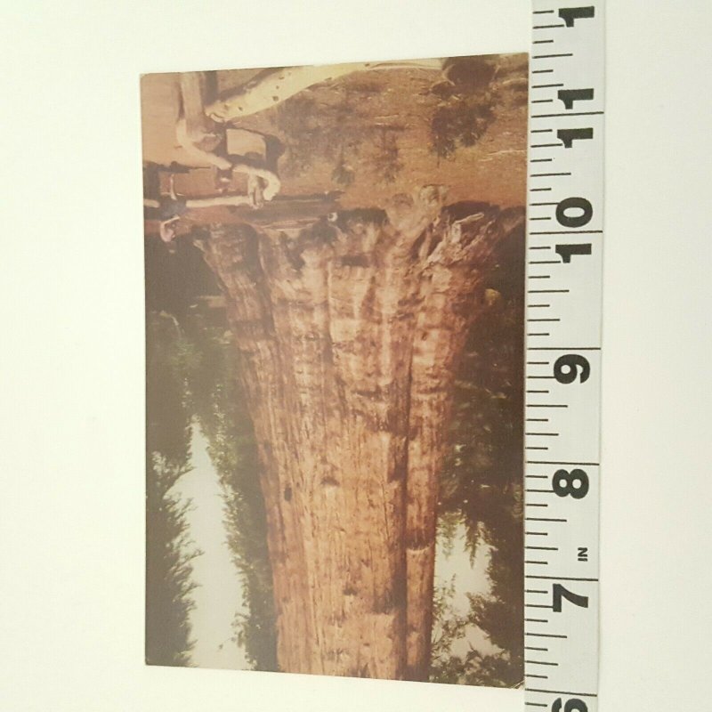 California Sequoia National Park General Sherman Tree Vintage Postcard