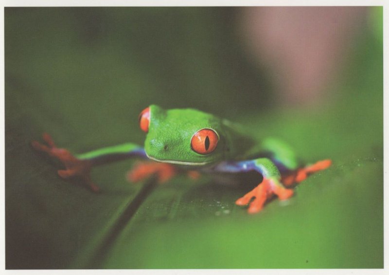 Frog With Giant Red Eyes Climbing Plant Award German Postcard