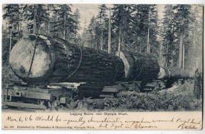 Logging near Olympia WA