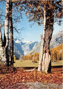 B50484 Les Alpes Pittoresques Les Bouleaux en Automne cow vache   france