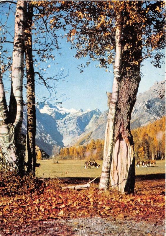 B50484 Les Alpes Pittoresques Les Bouleaux en Automne cow vache   france