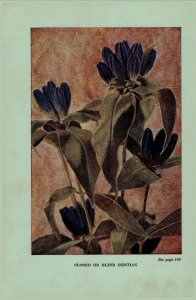 Vintage 1922 Flower Print Sea Pink Closed Gentian 2 Side Flowers You Should Know 