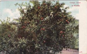 Orange Trees In Florida