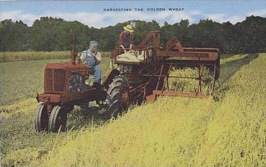 Montana Montana Harvesting The Golden Wheat