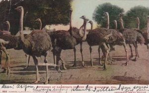 California Pasadena Cawsons Ostrich Farm Ostriches 1907