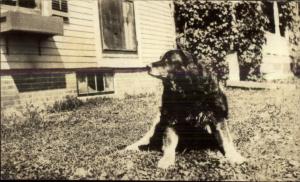 Cocker Spaniel? Dog on Lawn c1915 Real Photo Postcard