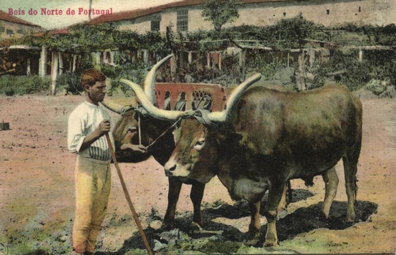 portugal, Bois do Norte, Bull Ox Cow (1910s)