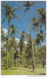 Coconut Groves, Near Wailua River, Was Once A Tahitian Settlement In 100 A.D....