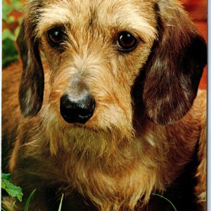 c1970s Rough Hair Dachschund Dog Lovely Chrome Portrait Pup 4x6 PC Tony Stone M3