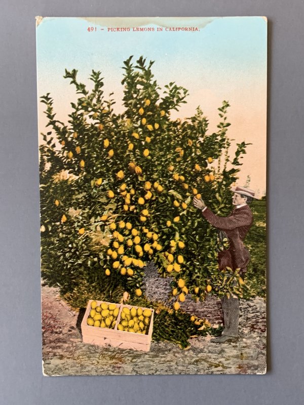 Picking Lemons CA Litho Postcard A11498083424