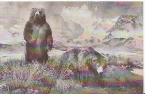 Animals Postcard - American Museum - Alaska Brown Bear - Ref 1841A