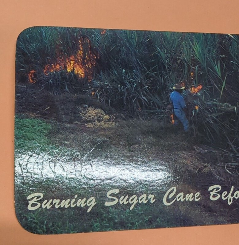 Burning Sugar Cane Before Harvest In Hawaii Vintage Unposted Postcard