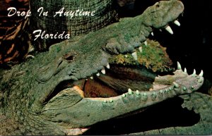 Florida Crocodile Drop In Anytime