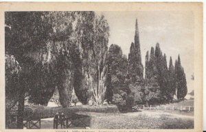 Italy Postcard -Tivoli - Villa Adriana - Ingresso e Viale Dei Cipress - TZ12179