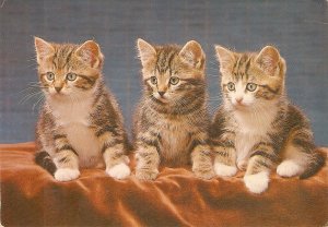 Three domestic cats Nice modern Canadian  photo  postcard