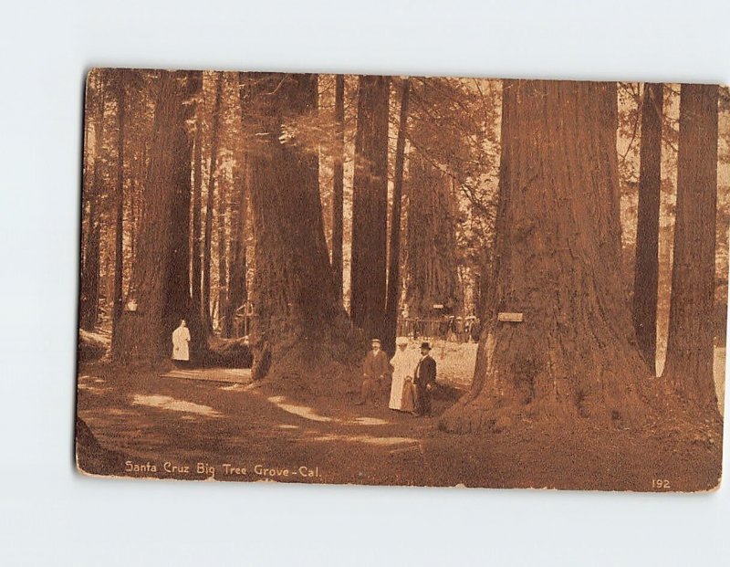 M-220712 Santa Cruz Big Tree Grove California USA