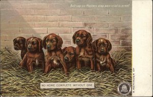 Bell-cap-sic Plasters Quack Medicine Puppy Dogs Ad Advertising c1905 Postcard