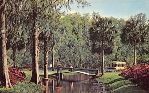 Beautiful azalea borders the banks of a small stream Silver Springs, Florida  