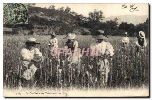 Old Postcard Folklore Picking Tubereures