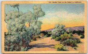 Postcard - Smoke Trees on the Desert in California