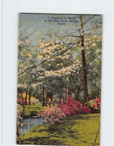 Postcard Dogwood in Bloom at Beautiful Silver Springs, Florida