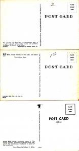 (3 cards) Black Bear Fishing - Eastern United State