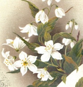 1884 Victorian Christmas Card Cecelia Havergal Poem White Flower Vine #G