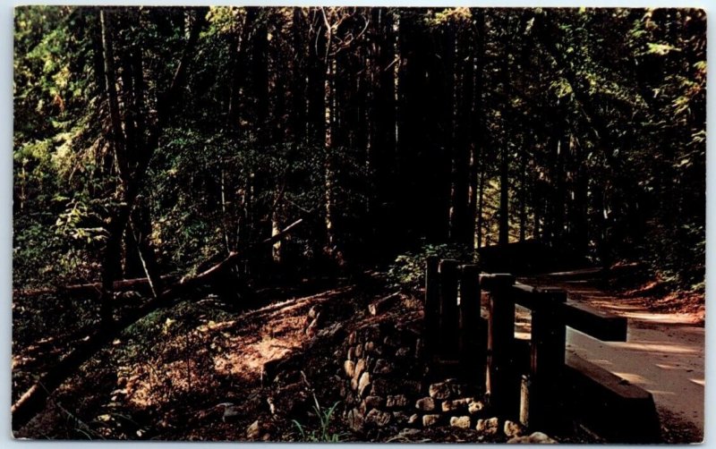 B-108978 Pfeiffer Big Sur State Park - California