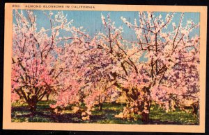 California Almond Blossoms Orchards - Linen