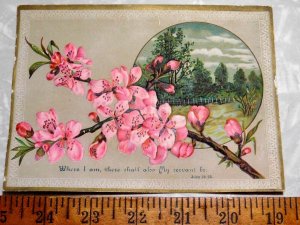 1880s Lovely Cherry Blossom Religious Bible Quote Embossed Victorian Card A0