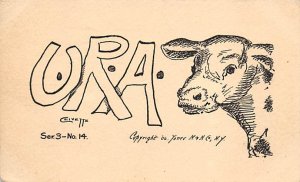 URA, Clivette Cows 1907 