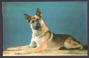 German Shepherd Dog Post Card PC2144