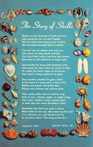 The Story Of Shells View Images 