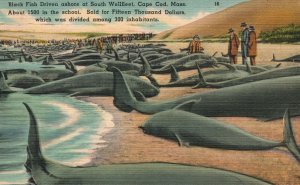 Vintage Postcard 1947 Black Fish Driven Ashore Wellfleet Cape Cod Massachusetts