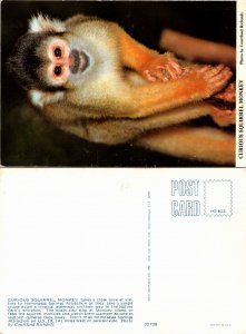 Squirrel Monkey (23708