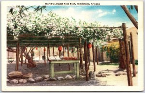 Largest Rose Bush Rosetree Inn Tombstone Arizona AZ White Lady Banksia Postcard