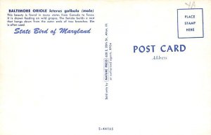 Baltimore Oriole State Bird, Maryland MD s 