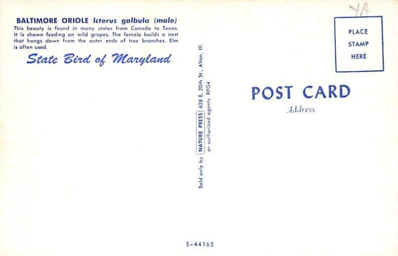 Baltimore Oriole State Bird, Maryland MD s 