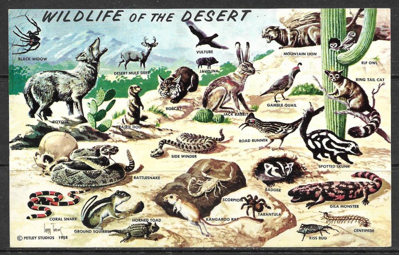 US - Wildlife In Southwestern Desert - [MX-079]