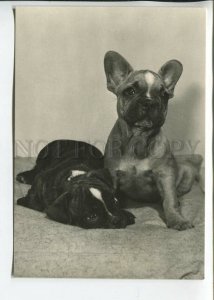 465690 USSR 1961 year photo of Eric Tylinik french bulldogs dog postcard