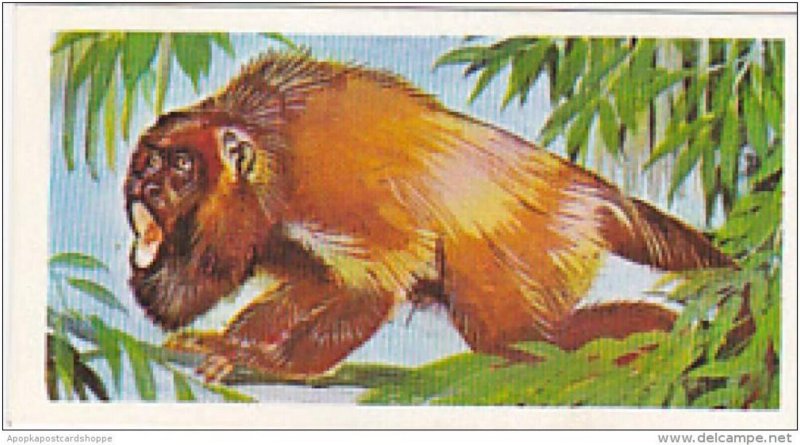 Brooke Bond Vintage Trade Card Wonders Of Wildlife 1976 No 11 Red Howler Monk...