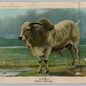 1890 Zebu (Bos Indicus) Cow Cattle Arbuckle Bros Ariosa Coffee Trade Card NY C54