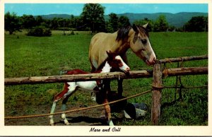 Horses Mare and Colt