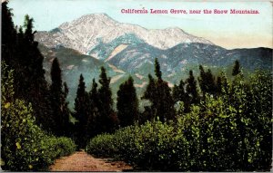 Vtg California Lemon Grove Snow Mountains CA 1910s Postcard