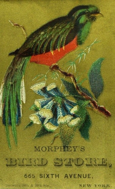 1882 Morphey's Bird Store Parrot Joe Watson Speaks 300 Words Rare Birds Card F96