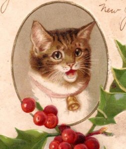 1907 CHRISTMAS HAPPY KITTEN THIS IS DIDDIES PUSS-CAT DAISY AUSTIN*CREASED*