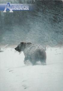 Alaska Brown Grizzly Bear 1998