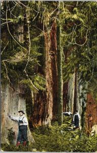 Red Cedar Forests of British Columbia BC Trees Leonard Frank Postcard F11
