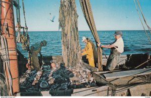 CAPE COD , Mass. , 1983 ; Commercial Fishing boat